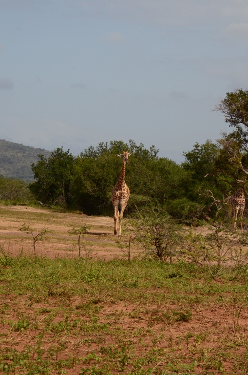 2015-05 South Africa/iMfolozi/DSC_0298.JPG